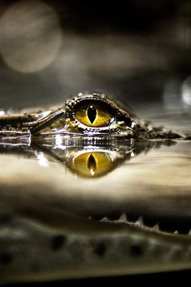 Глаз крокодила над водой