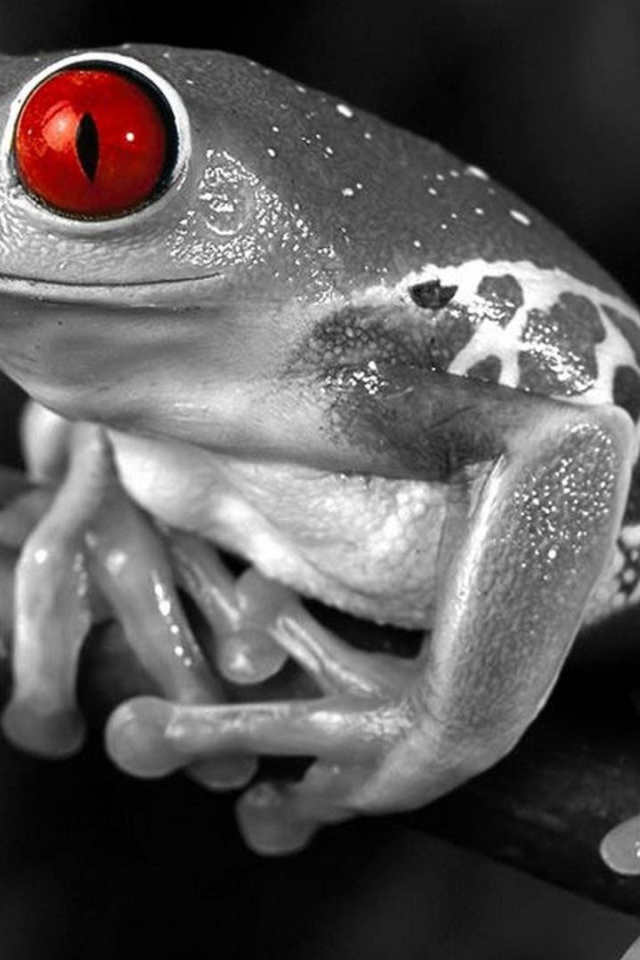 Лягушка с красными глазами