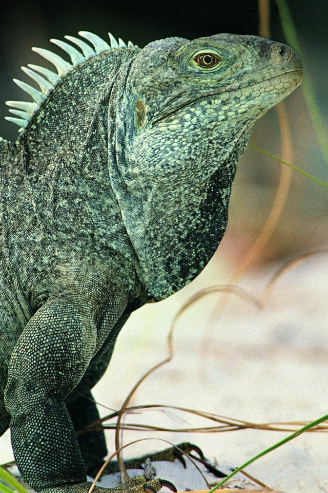 Ящерица Игуана