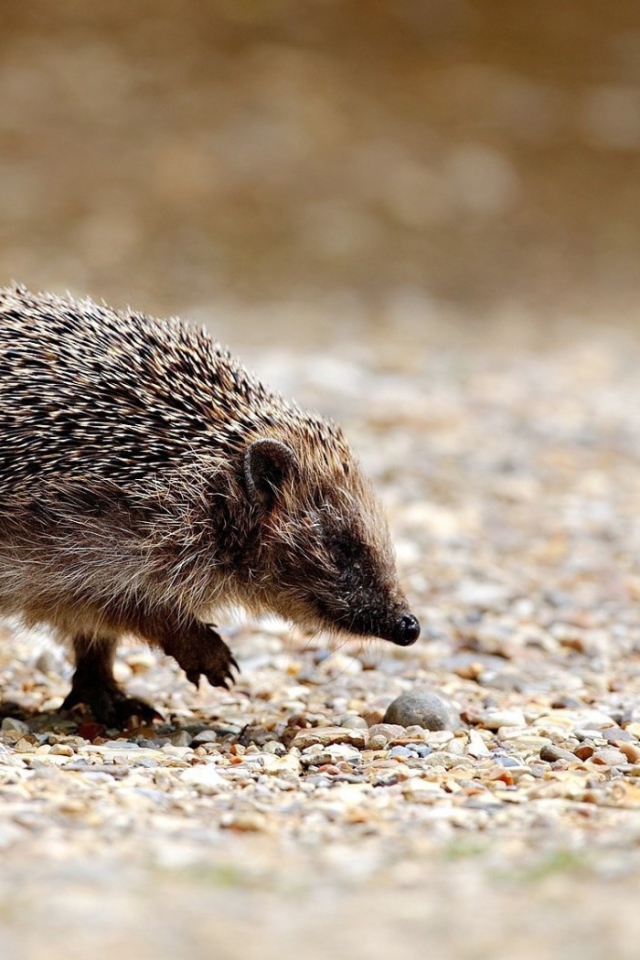 Ёжик бежит по камням
