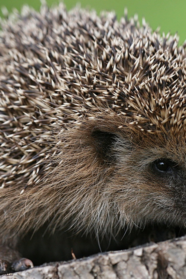 Ёжик сидит на пне