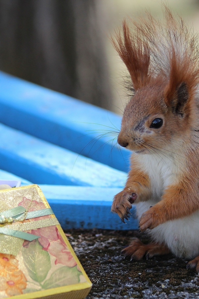 Белка у подарка с орехами