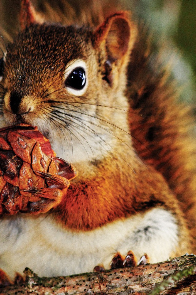 Белка с шишкой