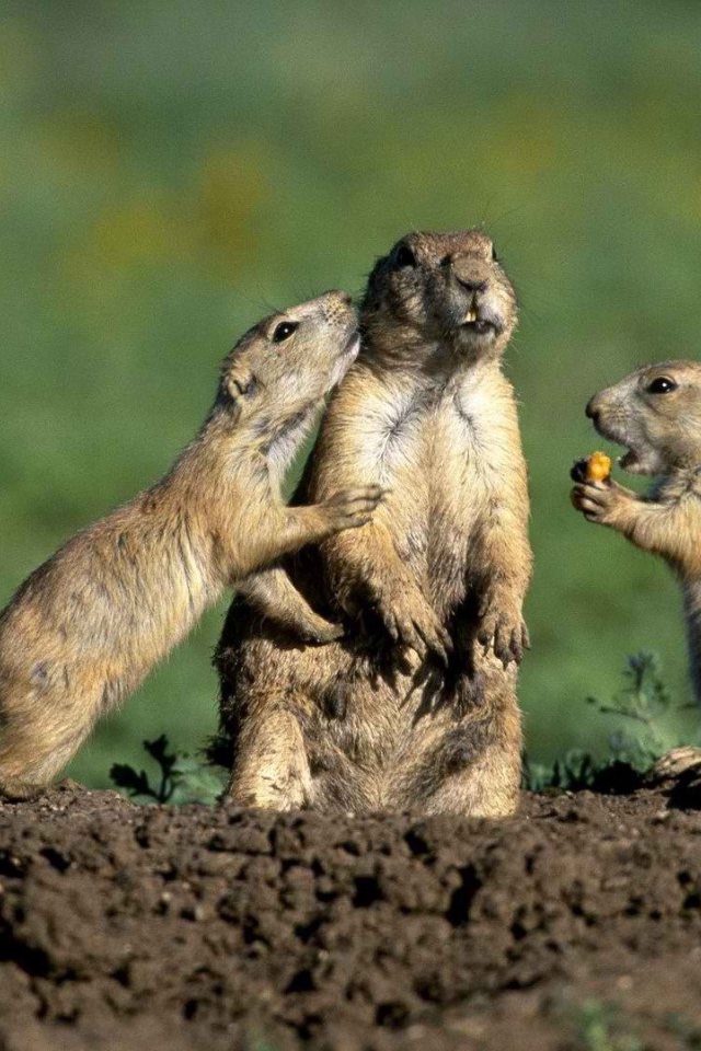 Стукач у сусликов