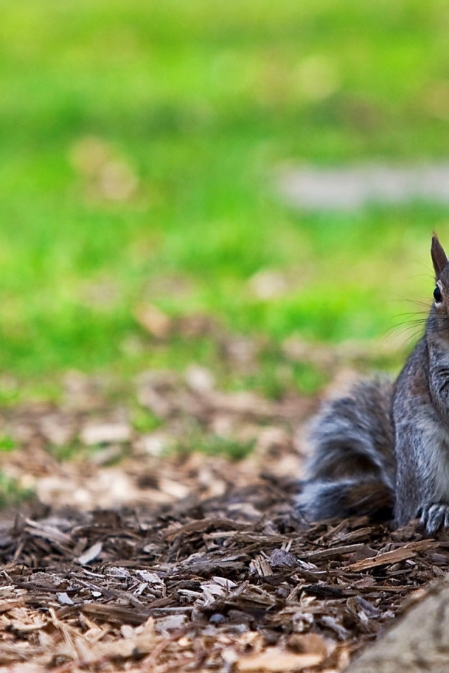 Белка ест хлеб