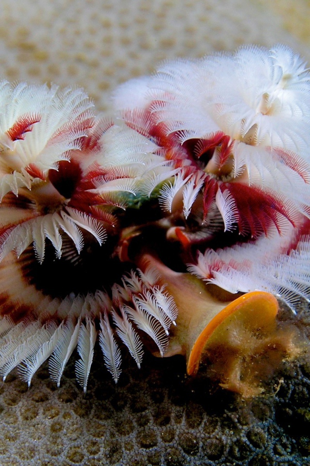 Красивое Морское растение