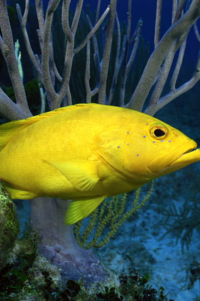 Желтая рыба