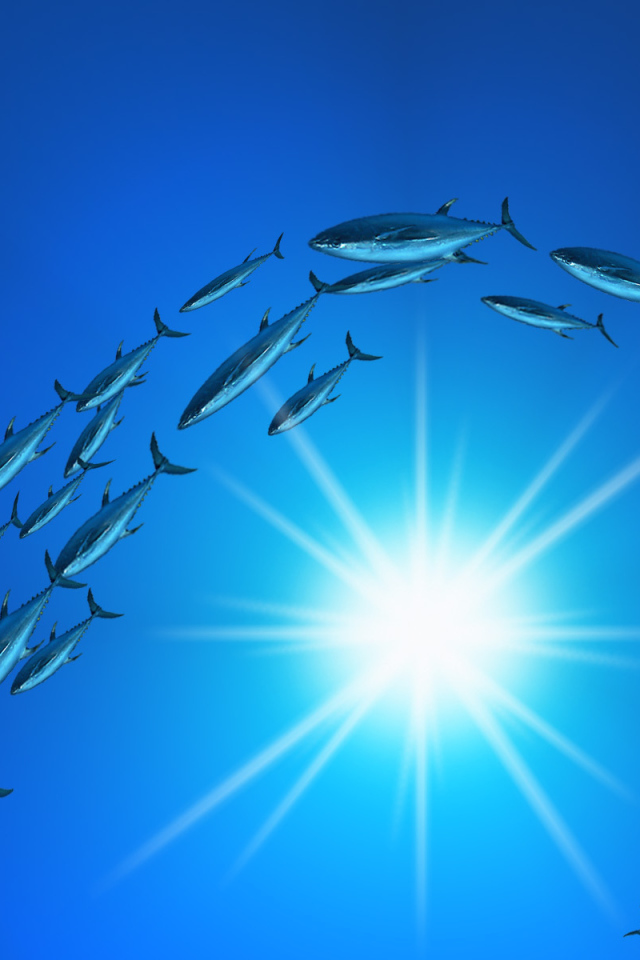 Плывет стая тунцов