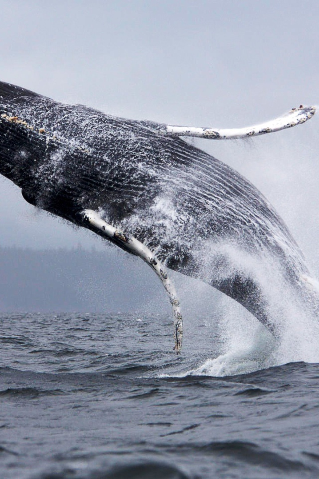 Прыжок кита