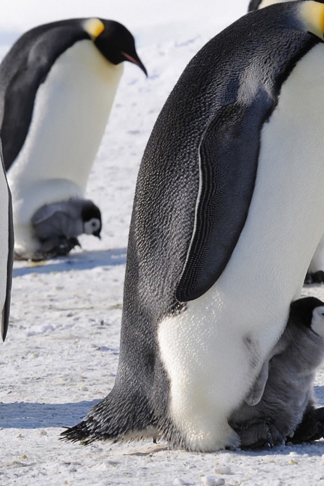 Пингвины с птенцами