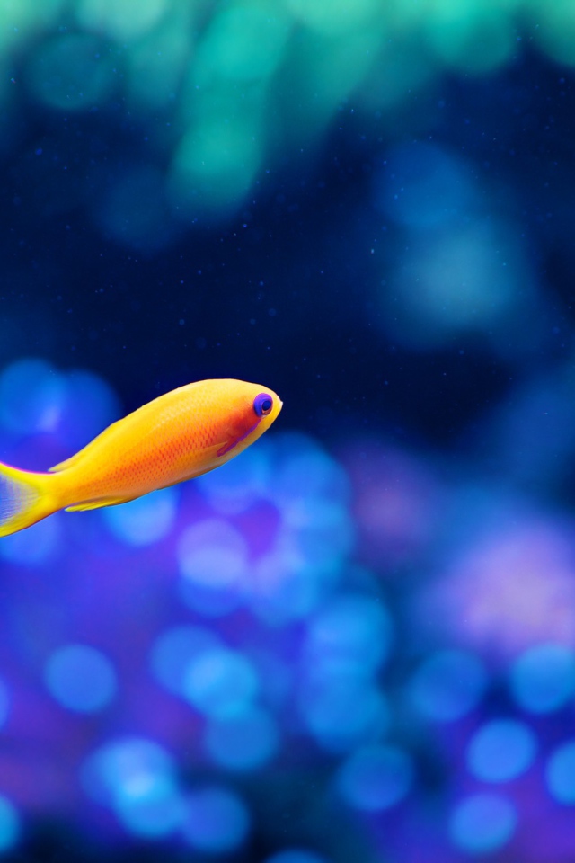 Морская оранжевая рыбка