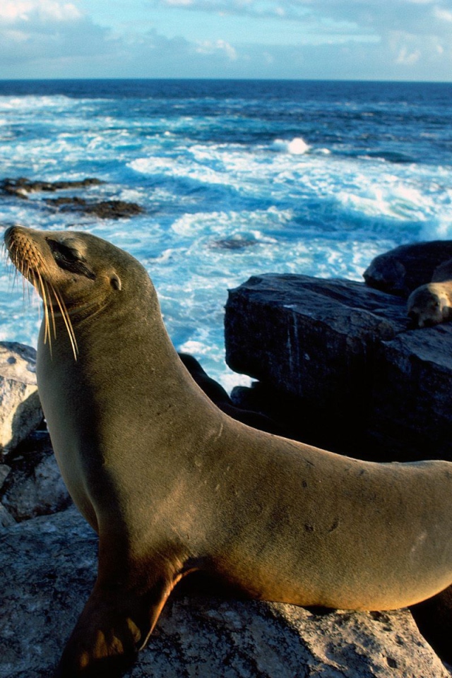 Морские тюлени греются на солнце