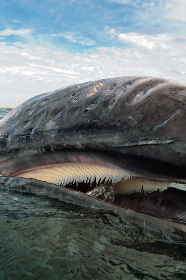 Открытый рот кита