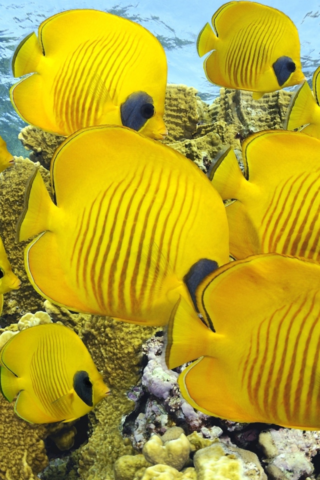 Мир под водой