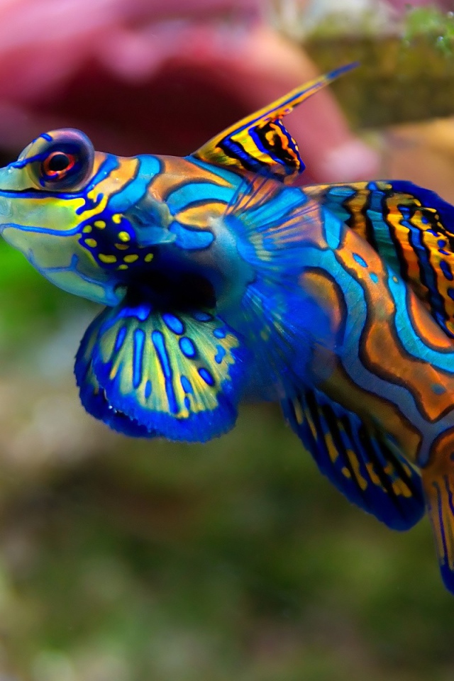 Очень цветная рыбка