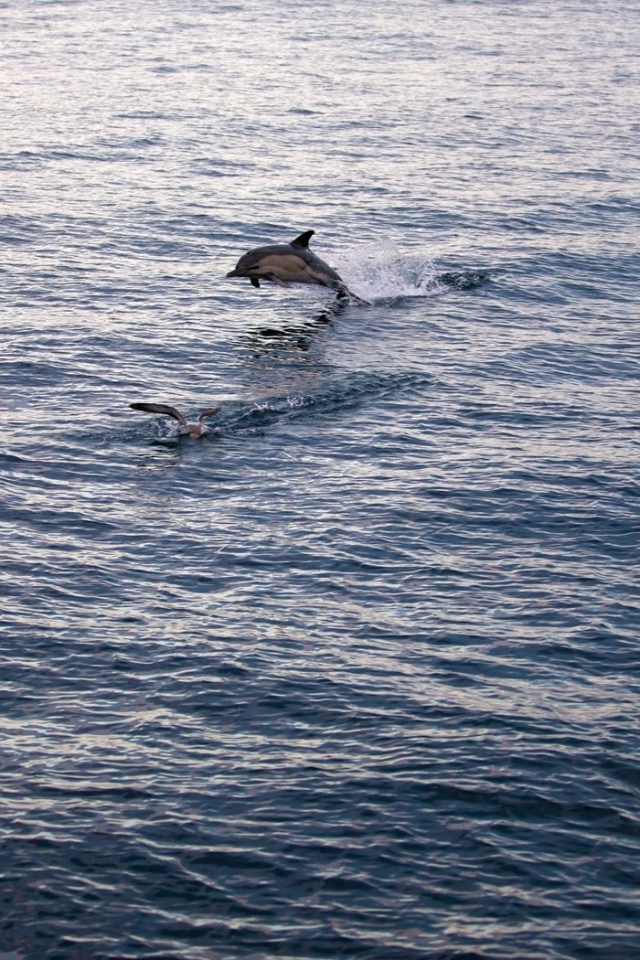 Дельфин выпрыгнул из воды