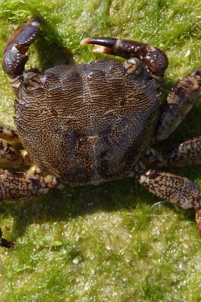 Морской краб