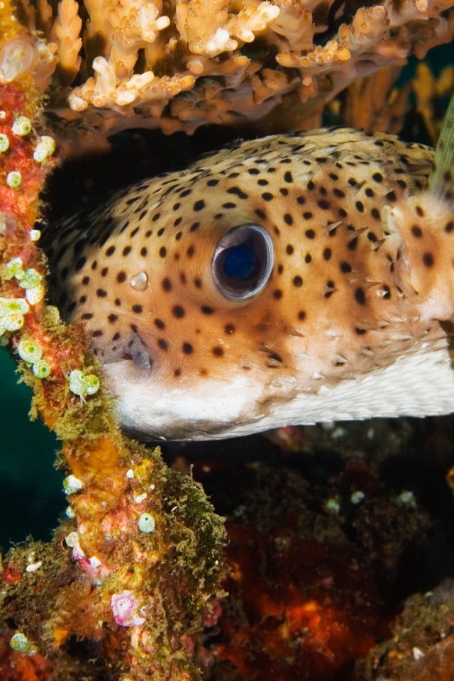 Пятнистая коралловая рыба