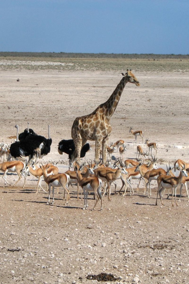 Животные Африки