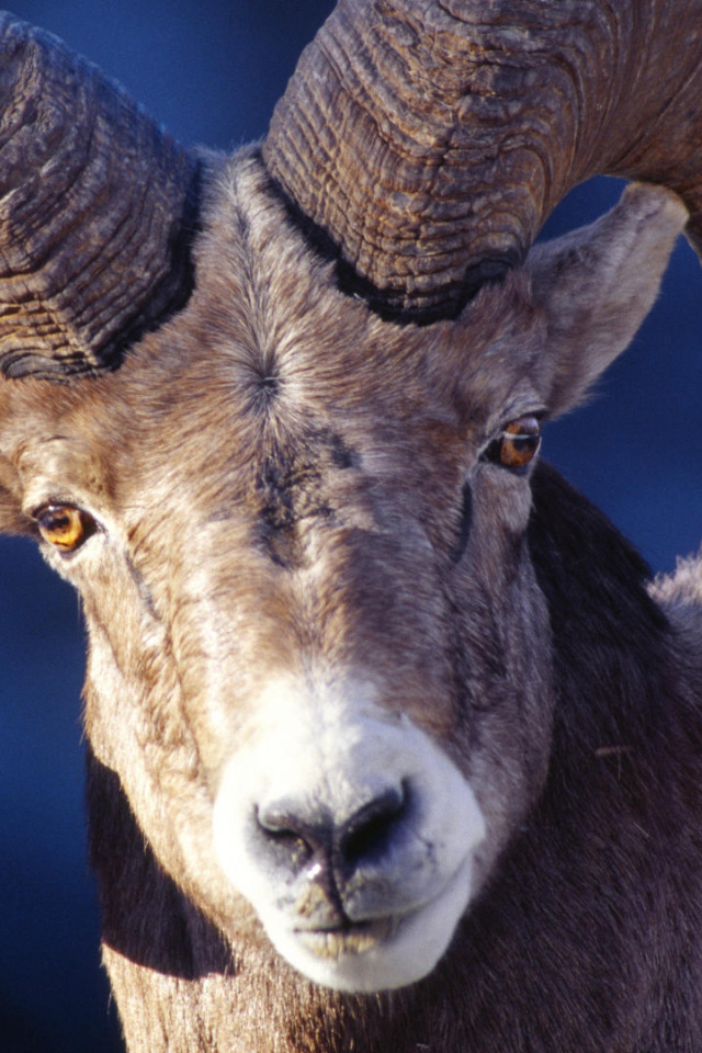 Баран со сломанным рогом