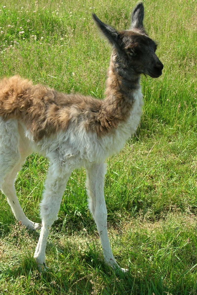 Детеныш ламы