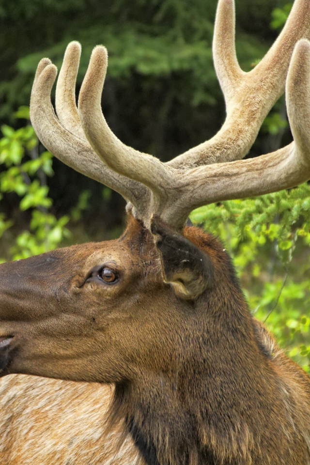 Олень трубит