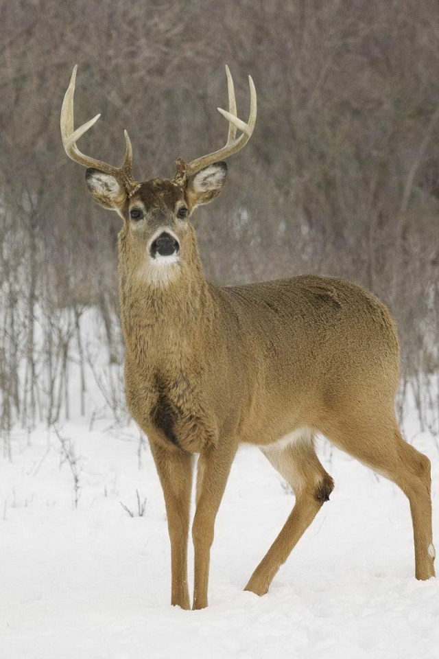 Олень на снегу