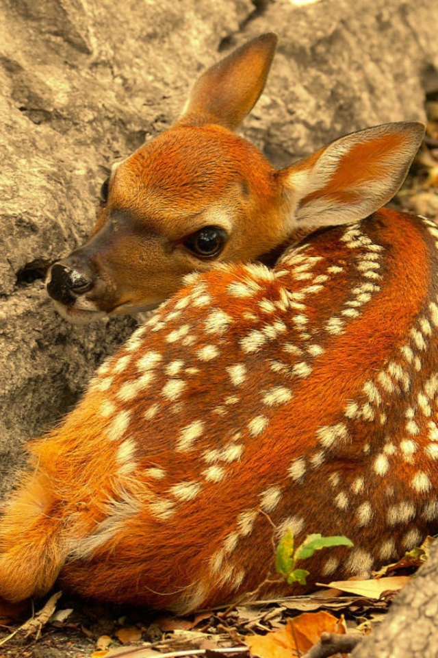 Олененок лежит у скалы