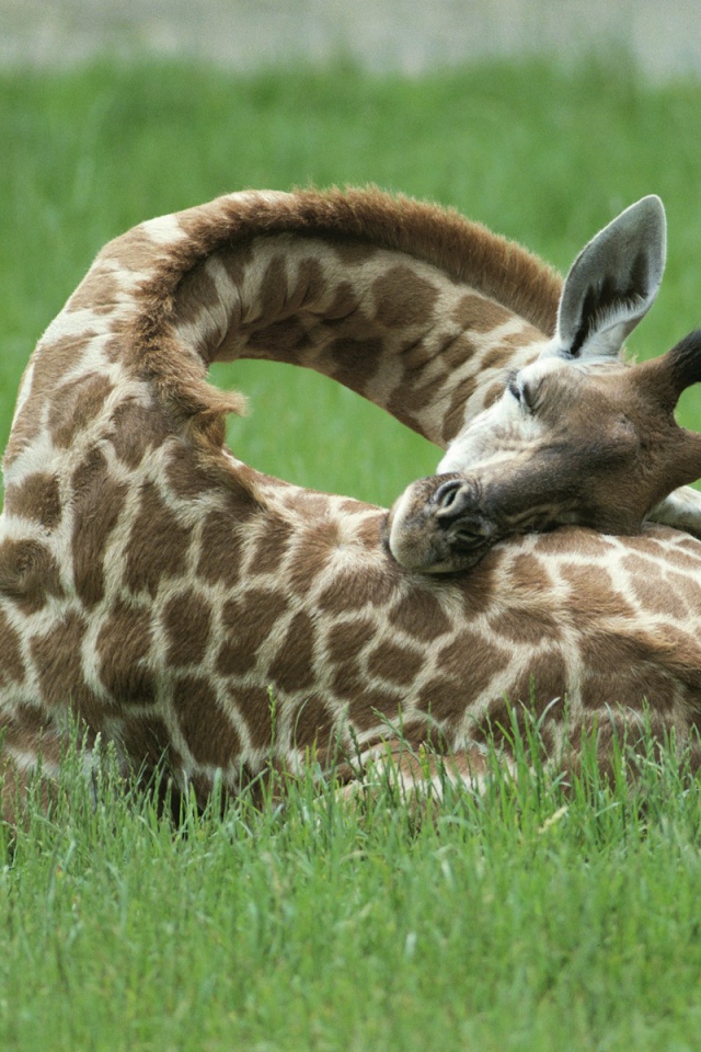 Жираф спит на траве