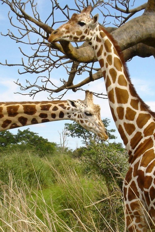 Жирафы около баобаба