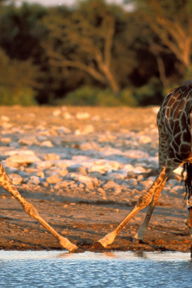 Жирафы пьют воду