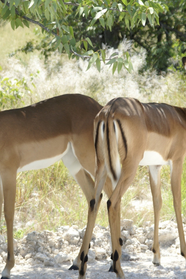 Косули Бамби