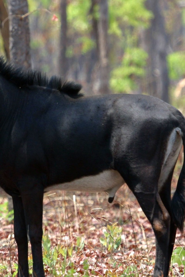 Саблерогая антилопа