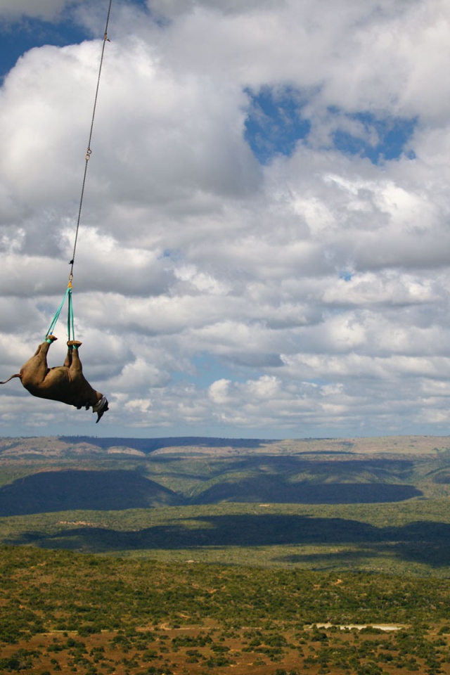 Перевозка носорога на вертолете