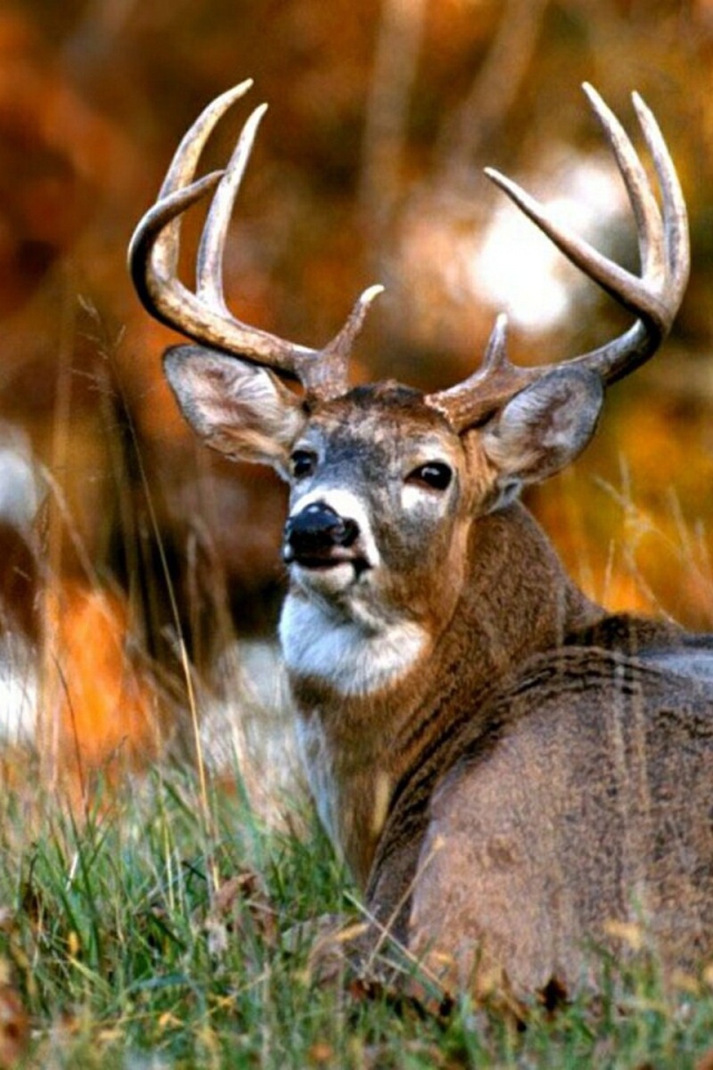 Африканский олень 