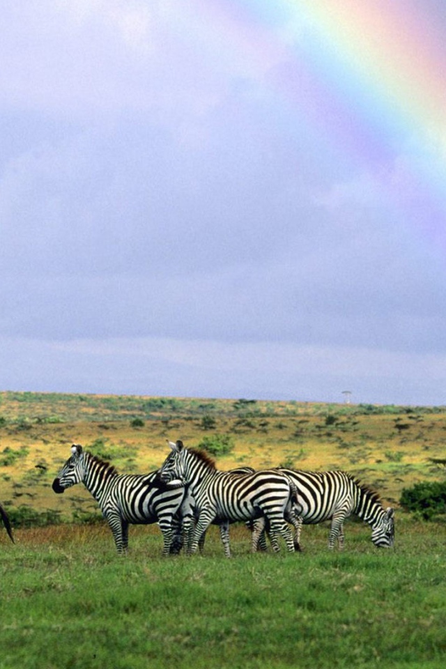 Зебры пасутся под радугой