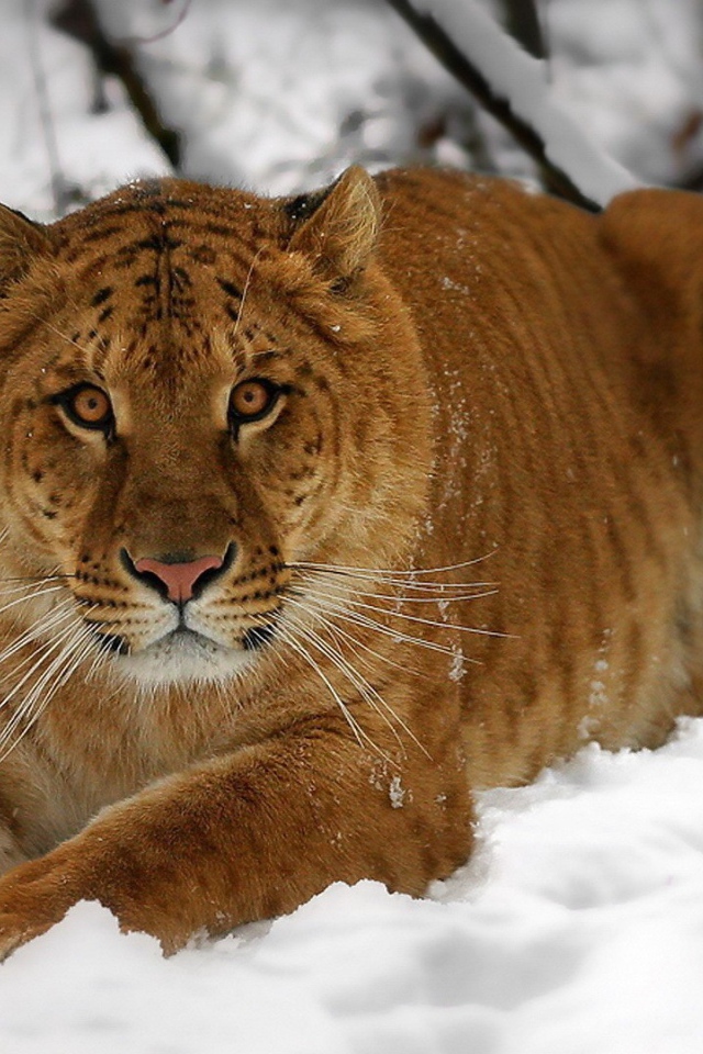 Амурский тигр на снегу