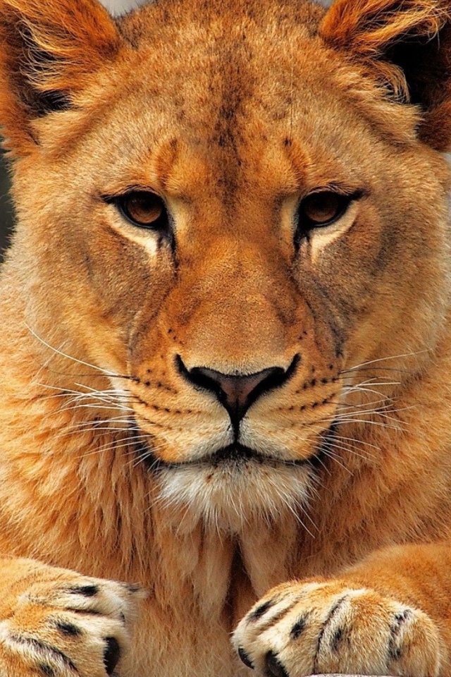 Лев лежит на земле