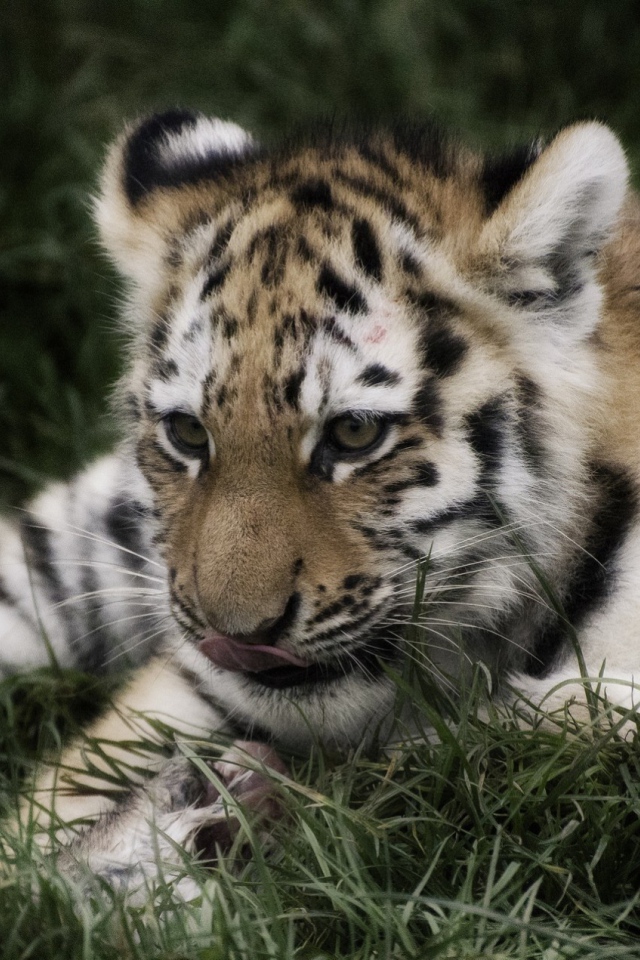 Тигр отдыхает в траве