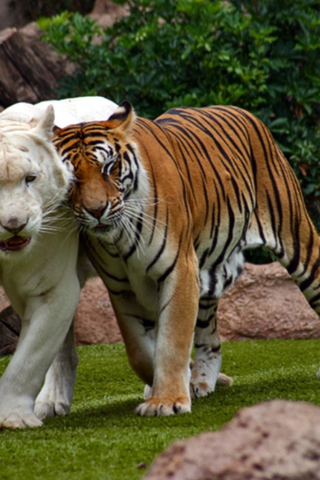 Бенгальский тигр альбинос