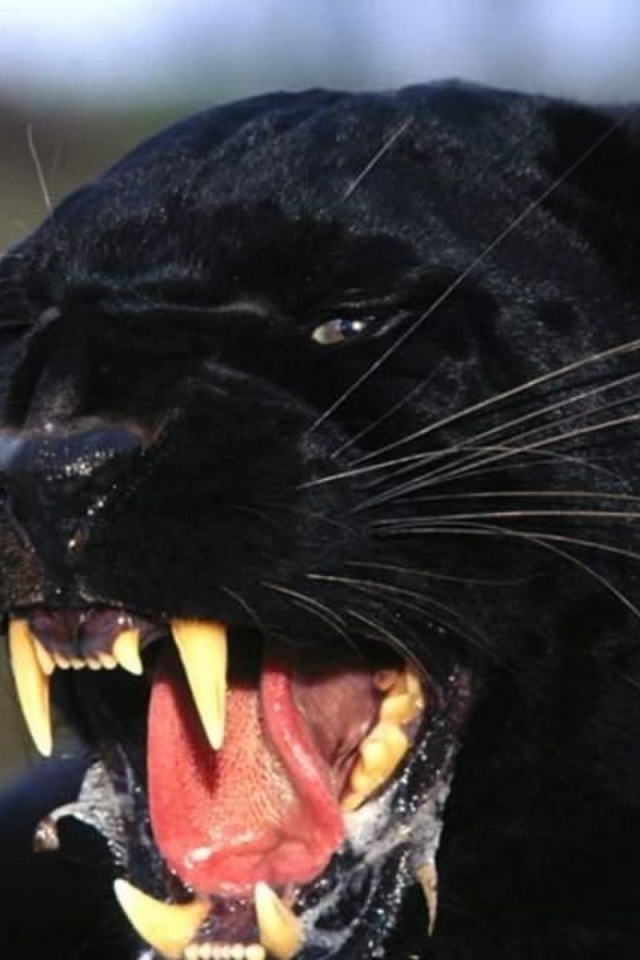 Черная пантера показывает клыки