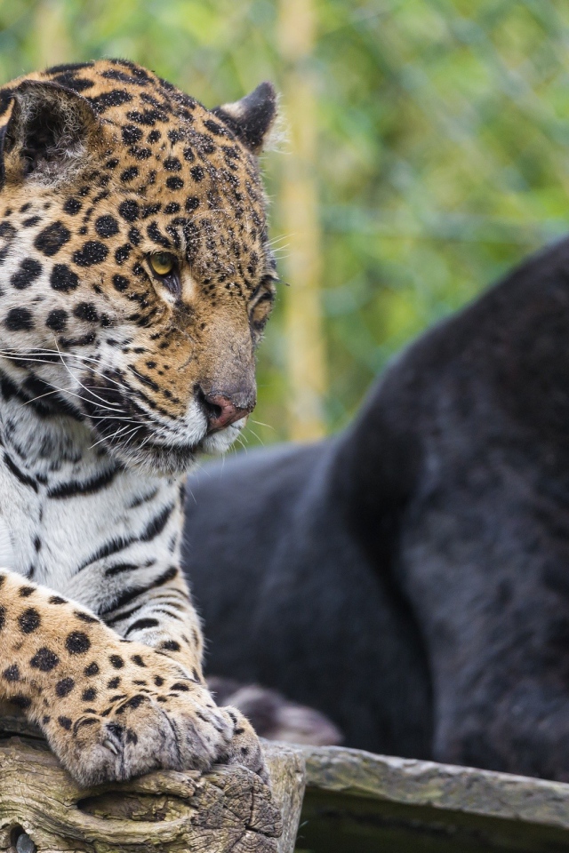 Черная и пятнистая пантера