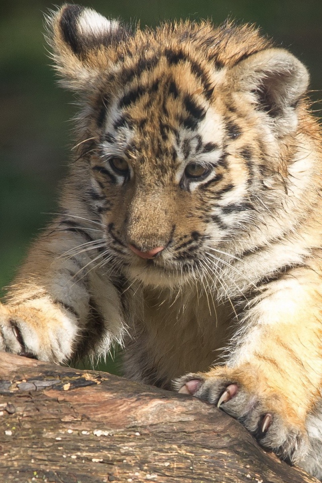 Тигренок царапает дерево