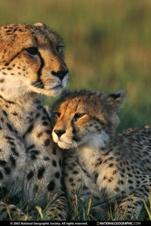 Семья Гепардов