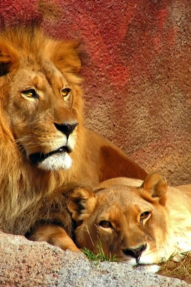 Лев с львицей