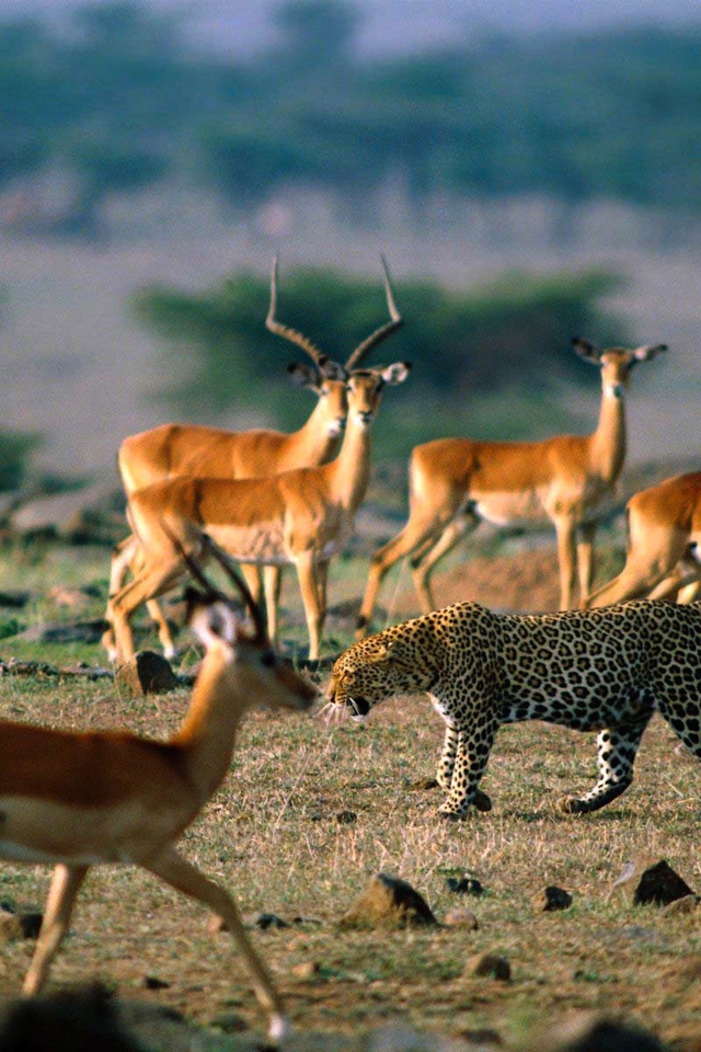 Леопард среди антилоп