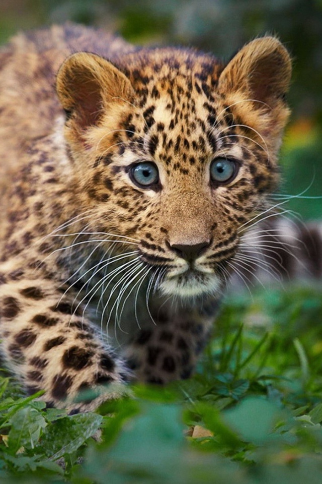 Детенышь леопарда
