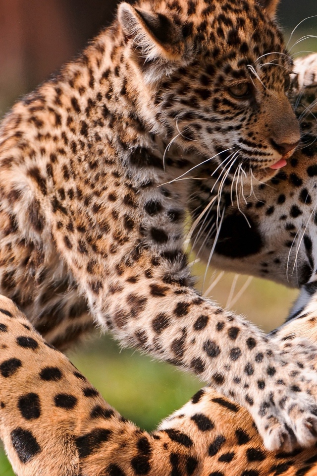 Леопард с котенком