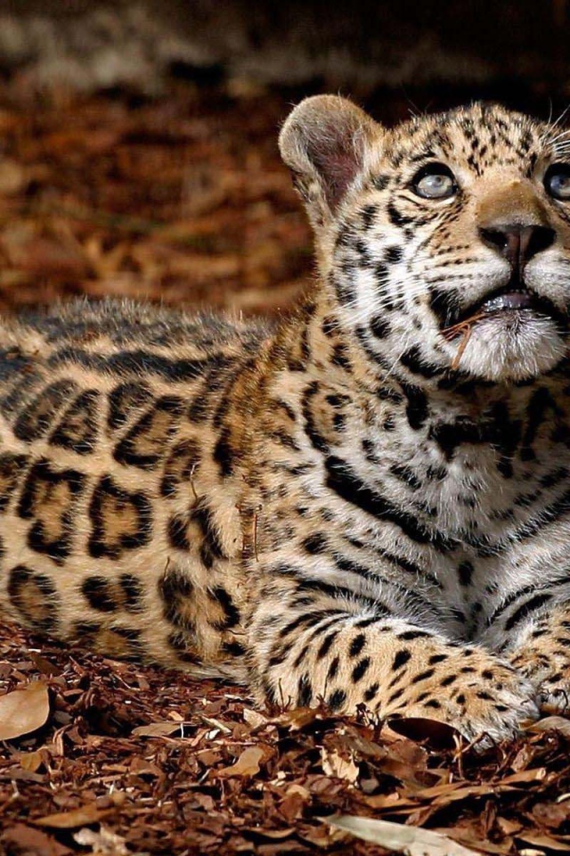 Леопард глядит вверх