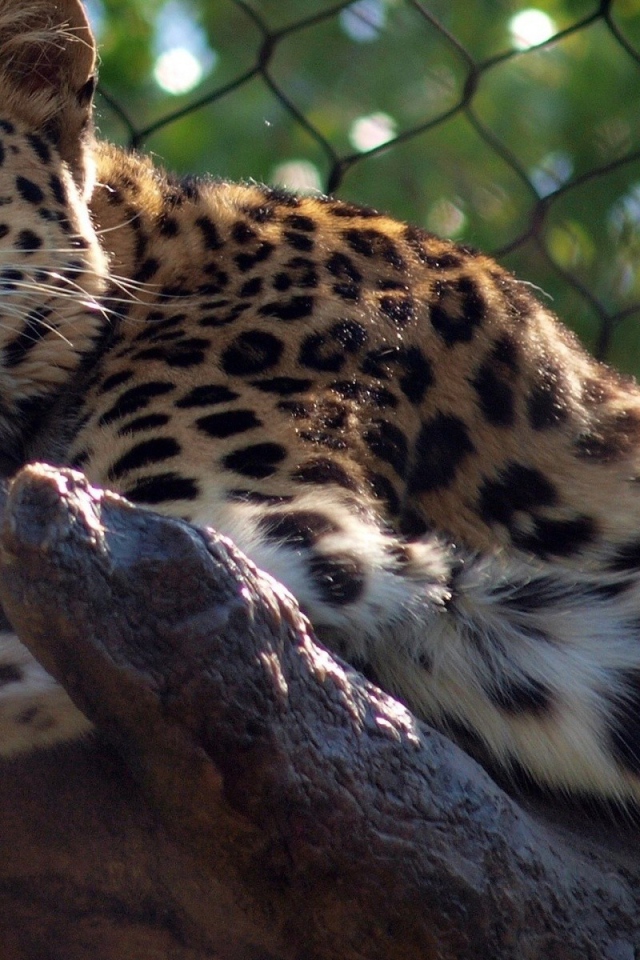 Леопард отдыхает